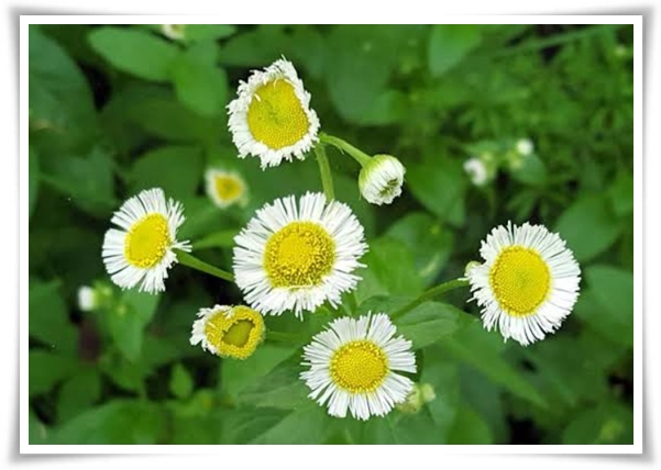 &quot;망초와 개망초를 아시나요?&quot; 자연의 보물, 그 놀라운 비밀!