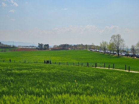 [4월~5월 축제]2025 고창 청보리밭 축제❘ 폭싹 속았수다 유채꽃밭, 연인 유채꽃밭, 도깨비 메밀꽃밭 촬영지, 일정, 기간, 주차(4/5일 방문 후기)