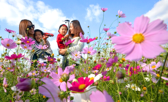 구리 코스모스축제