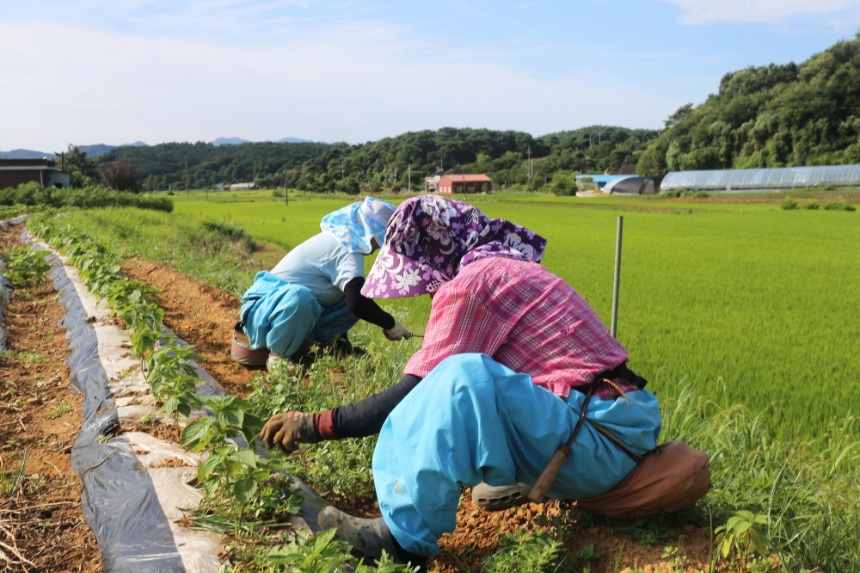 계절의 변화를 세분화한 24 절기 중 '입하' 이해하기