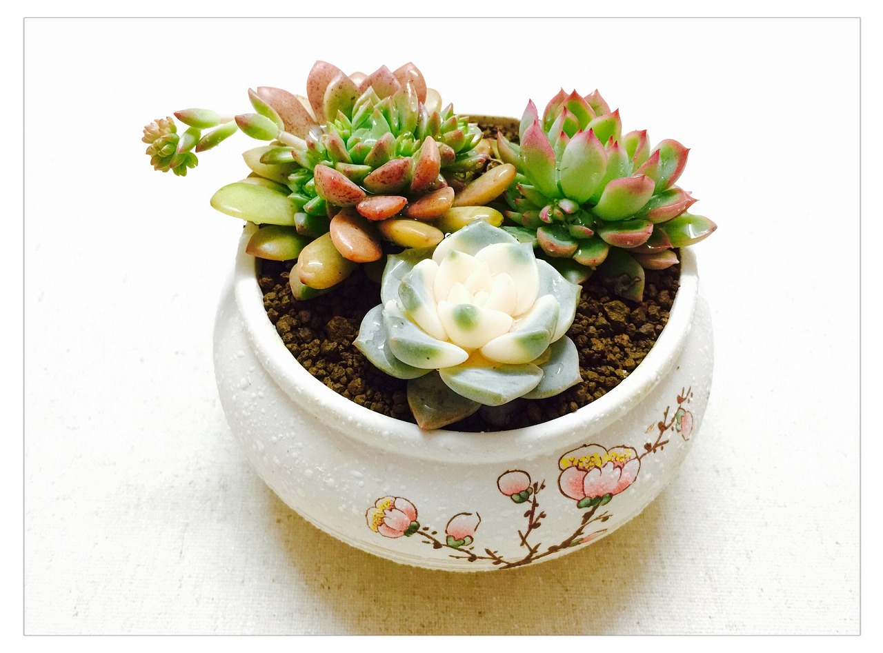 다육 식물 관련 사진