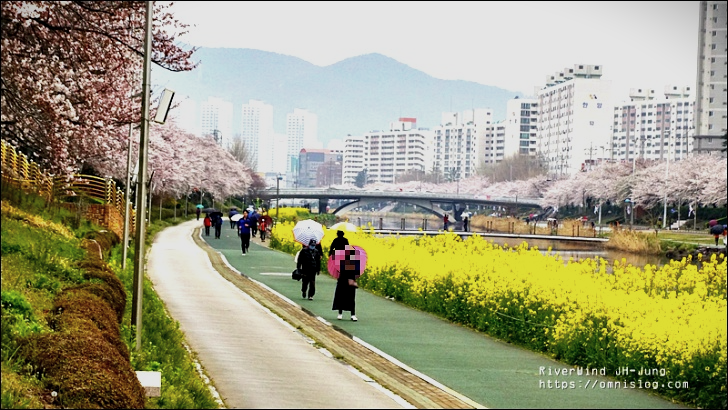 온천천 유채꽃 벚꽃길