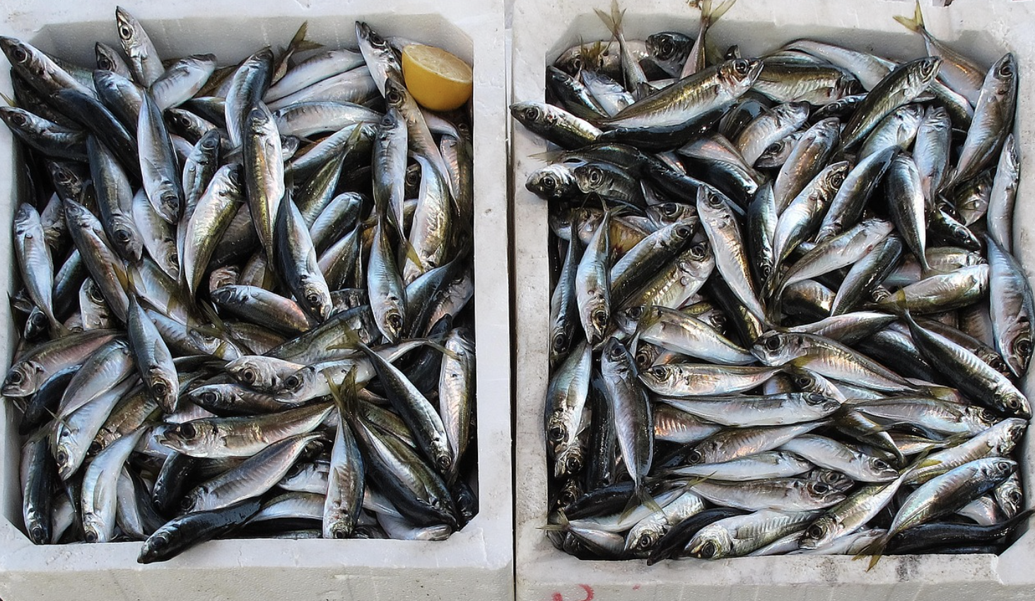 디지털 온누리 상품권 사용처