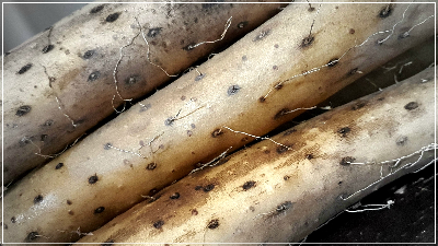 건강에 좋은 마