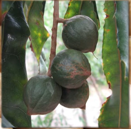 마카다미아의 효능