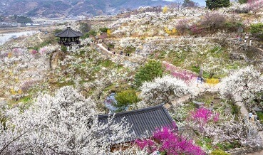 광양 매화축제