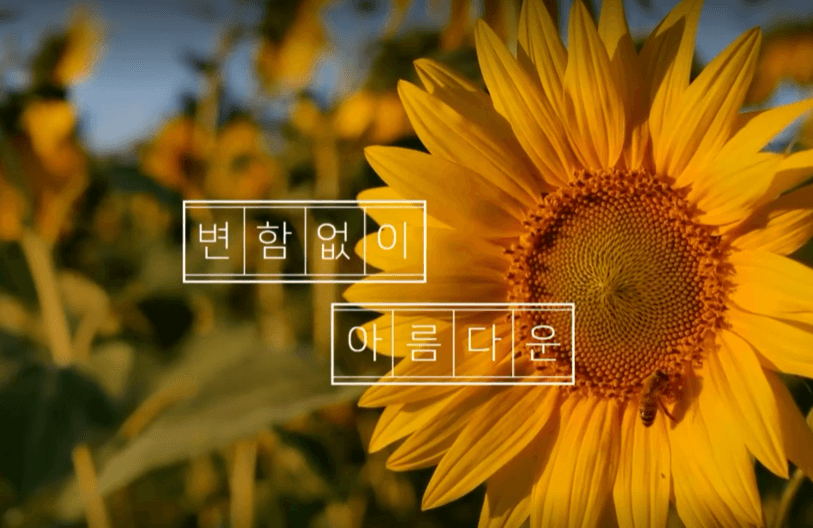 강주 해바라기 축제