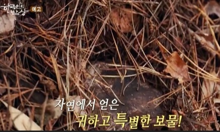 버섯-방광마을