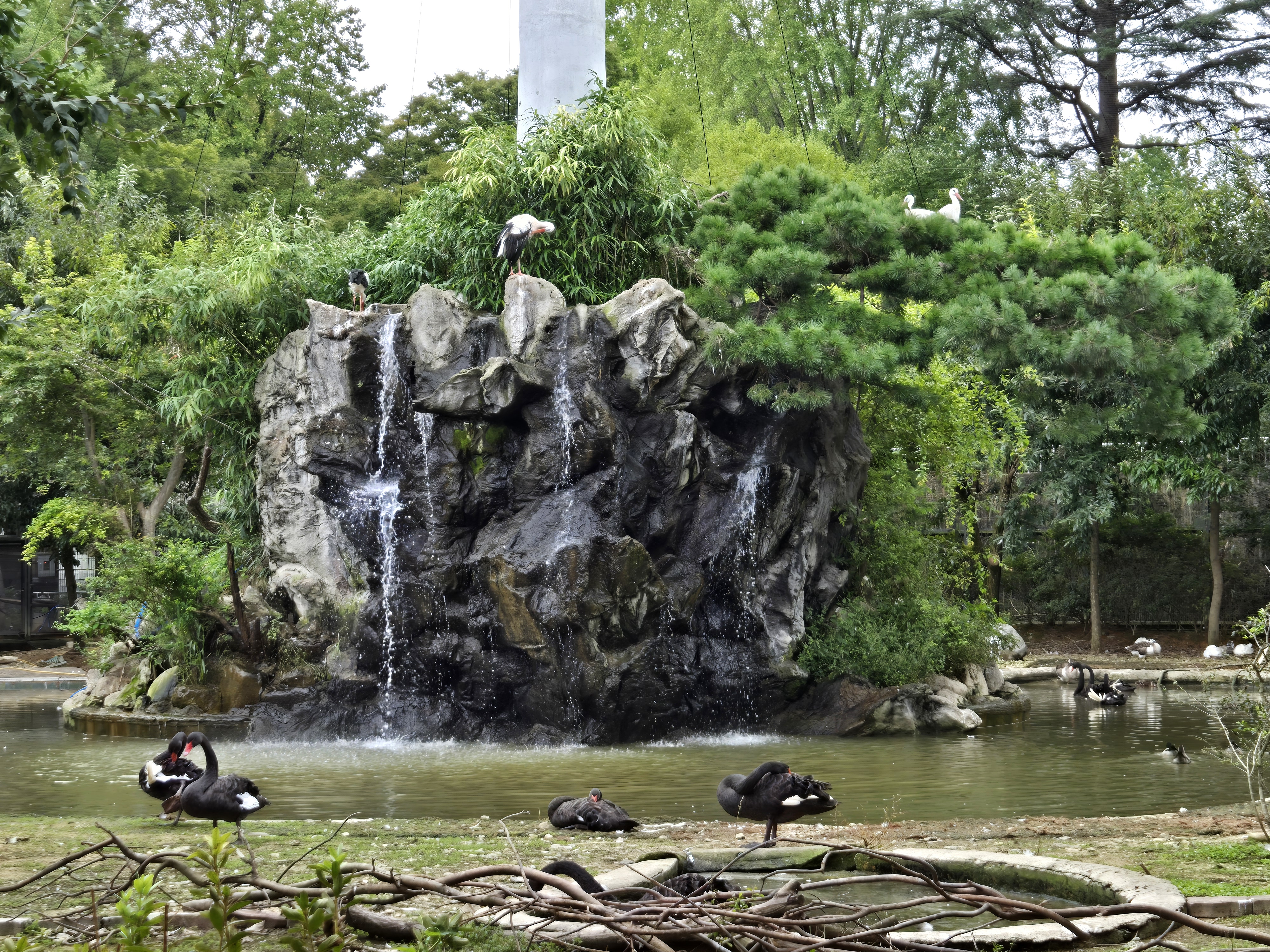 전주동물원 흑조 사진