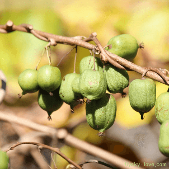 건강에 좋은 토종 다래