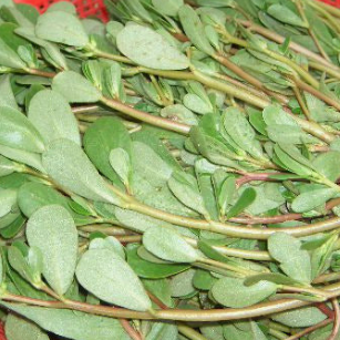 비름나물의 효능 부작용 고르는법 먹는법