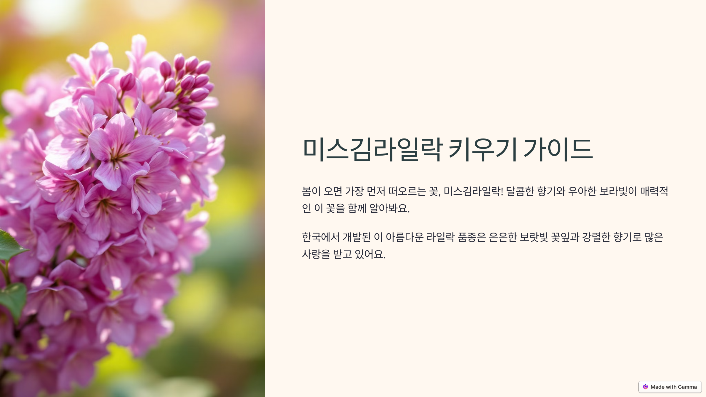 미스김 라일락 사진