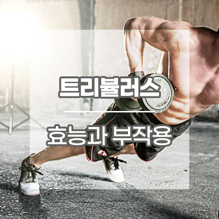 트리뷸러스 효능