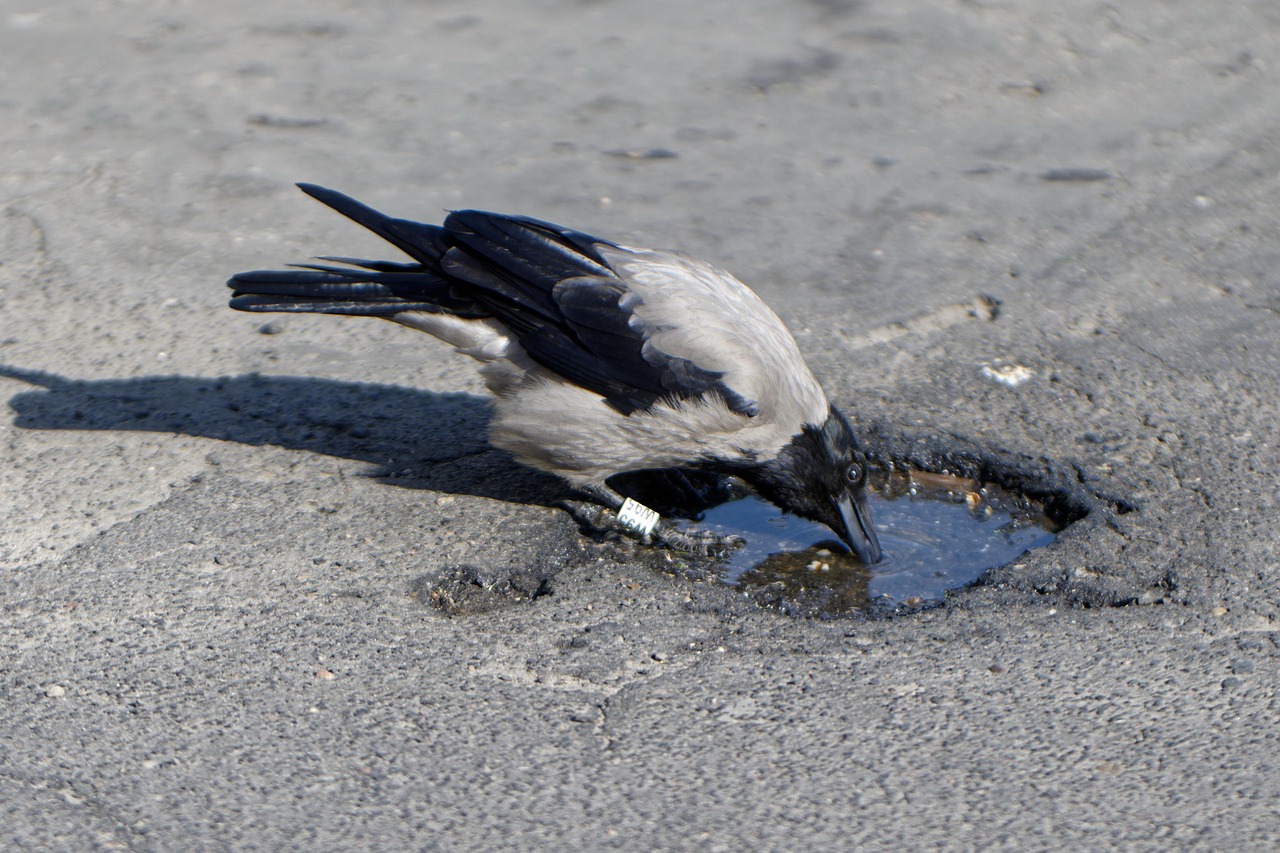 조류가 물을 먹고있는 이미지