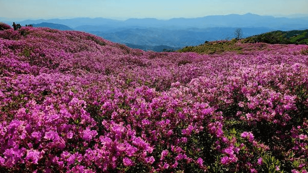 황매산 등산코스
