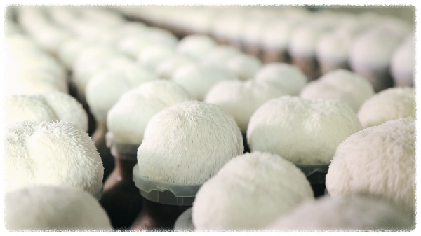 노루궁뎅이버섯의-효능