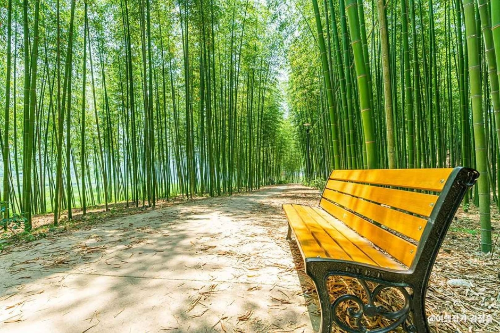 섬진강 대나무 숲길와 벤치