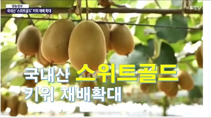 키위 재배 수분 수정 덩굴 유인 월동 대비_9