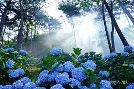  국내 가을 여행 - 해남 포레스트 수목원