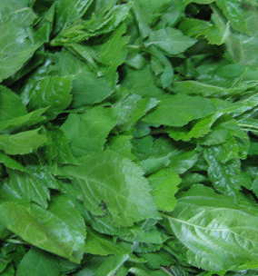 취나물 효능 부작용 칼로리 고르는법