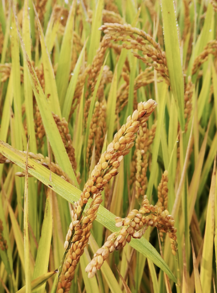 유전자 편집 기술로 더 강하고 영양가 높은 작물을 만드는 방법