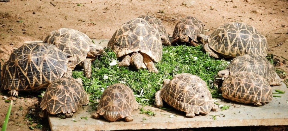 인도별거북의 매력과 특수한 사육 조건 탐구