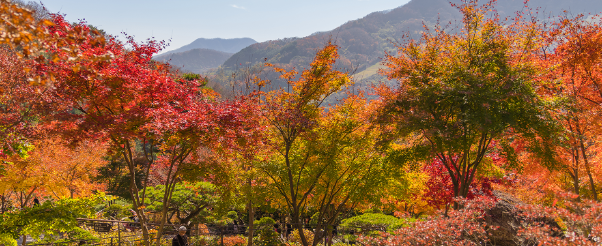 화담숲 단풍 이미지
