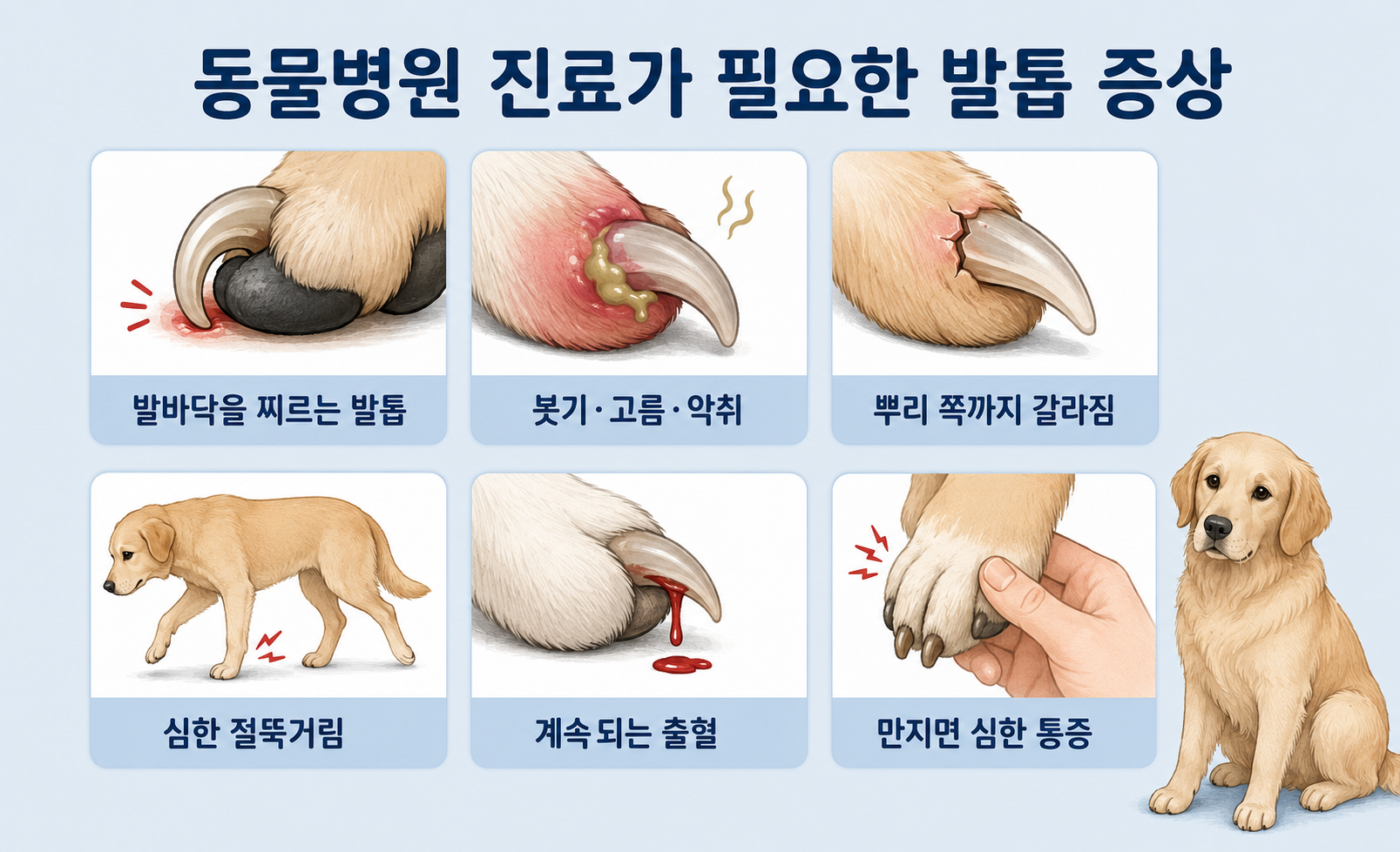 강아지 발톱 갈라짐 출혈 부종 고름과 절뚝거림 등 동물병원 진료가 필요한 증상