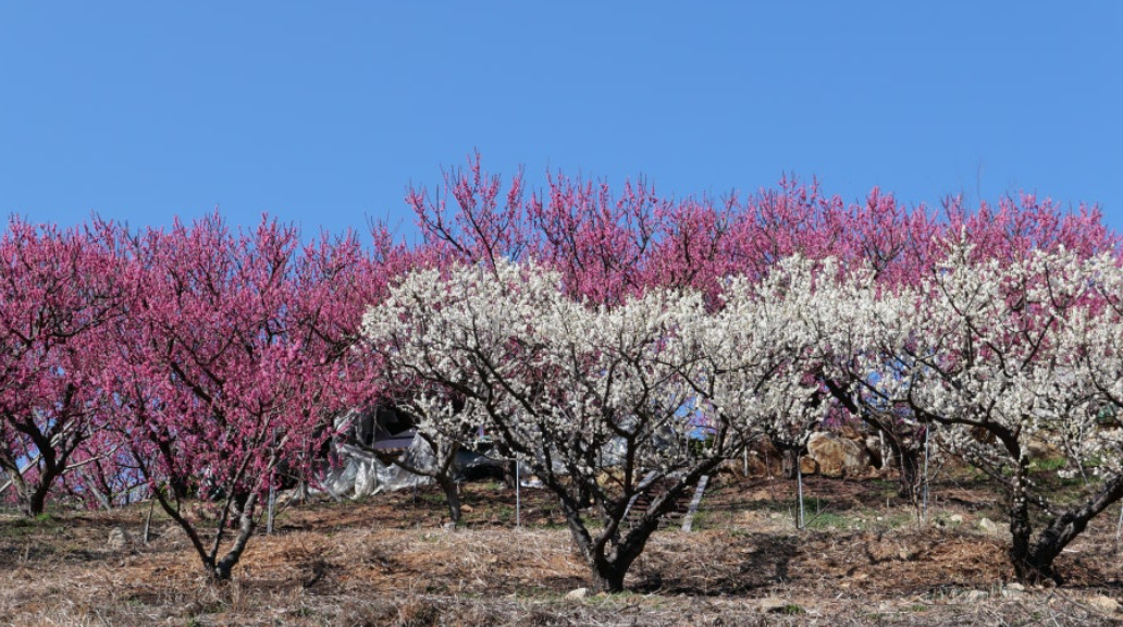 부산 기장 매화원
