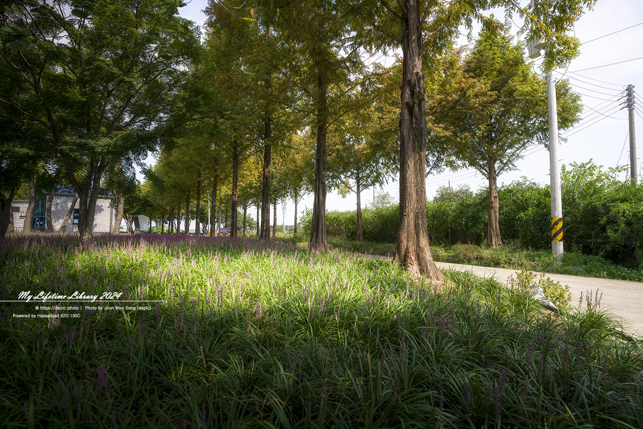 영천 우로지 맥문동