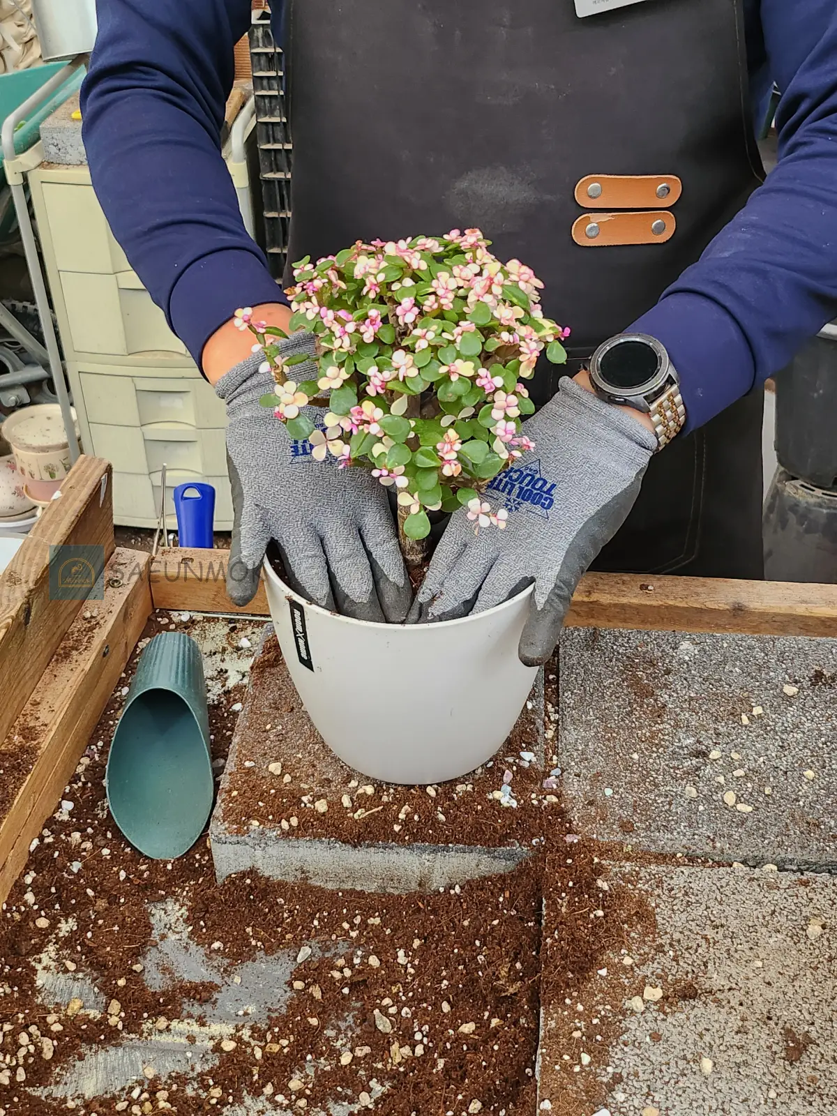 에르베플라워-분갈이-서비스