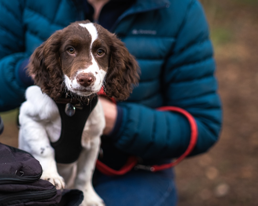 Spaniel
