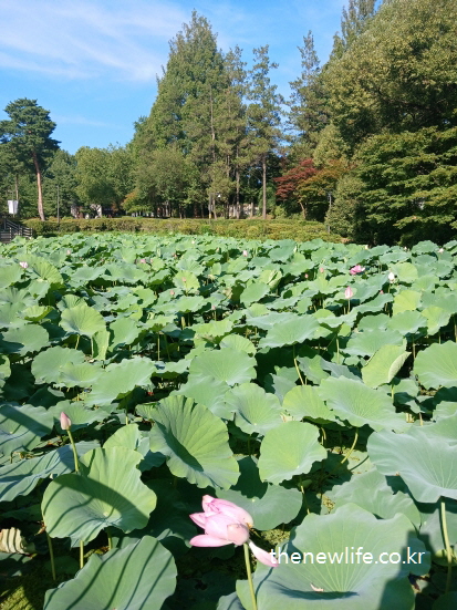 Blooming lotus flowers and forest-lined edge at Children’s Grand Park pond/연꽃이 피어 있는 어린이대공원 연못과 나무숲 배경