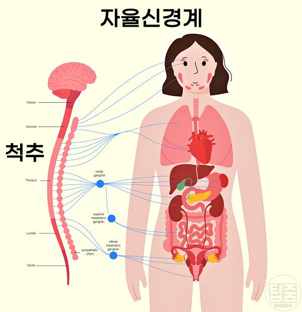자율신경실조증 자가진단 자율신경계 이상 증상
