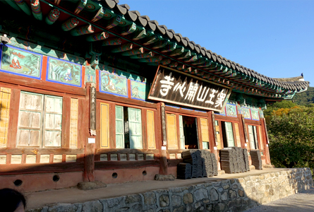 서산 개심사 겹벚꽃