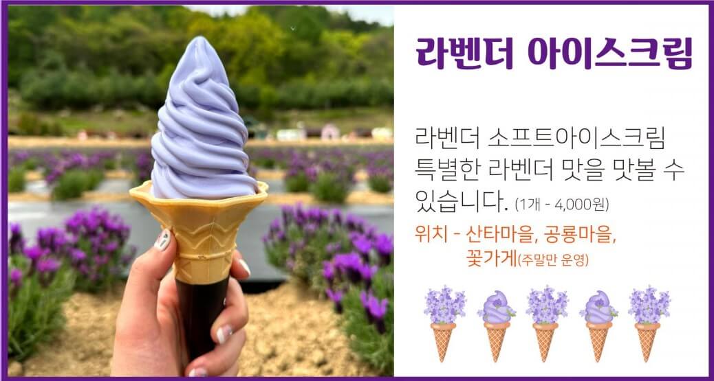 2025년 포천 허브아일랜드 라데봄 축제 완전 정복 가이드! 라데봄 축제 라벤더, 데이지 그리고 봄