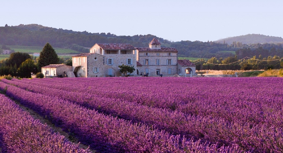 프랑스 라벤다 밭