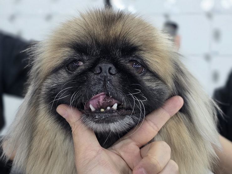 노원애견미용학원 실견미용