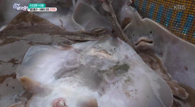 6시내고향 당진 간자미 간재미