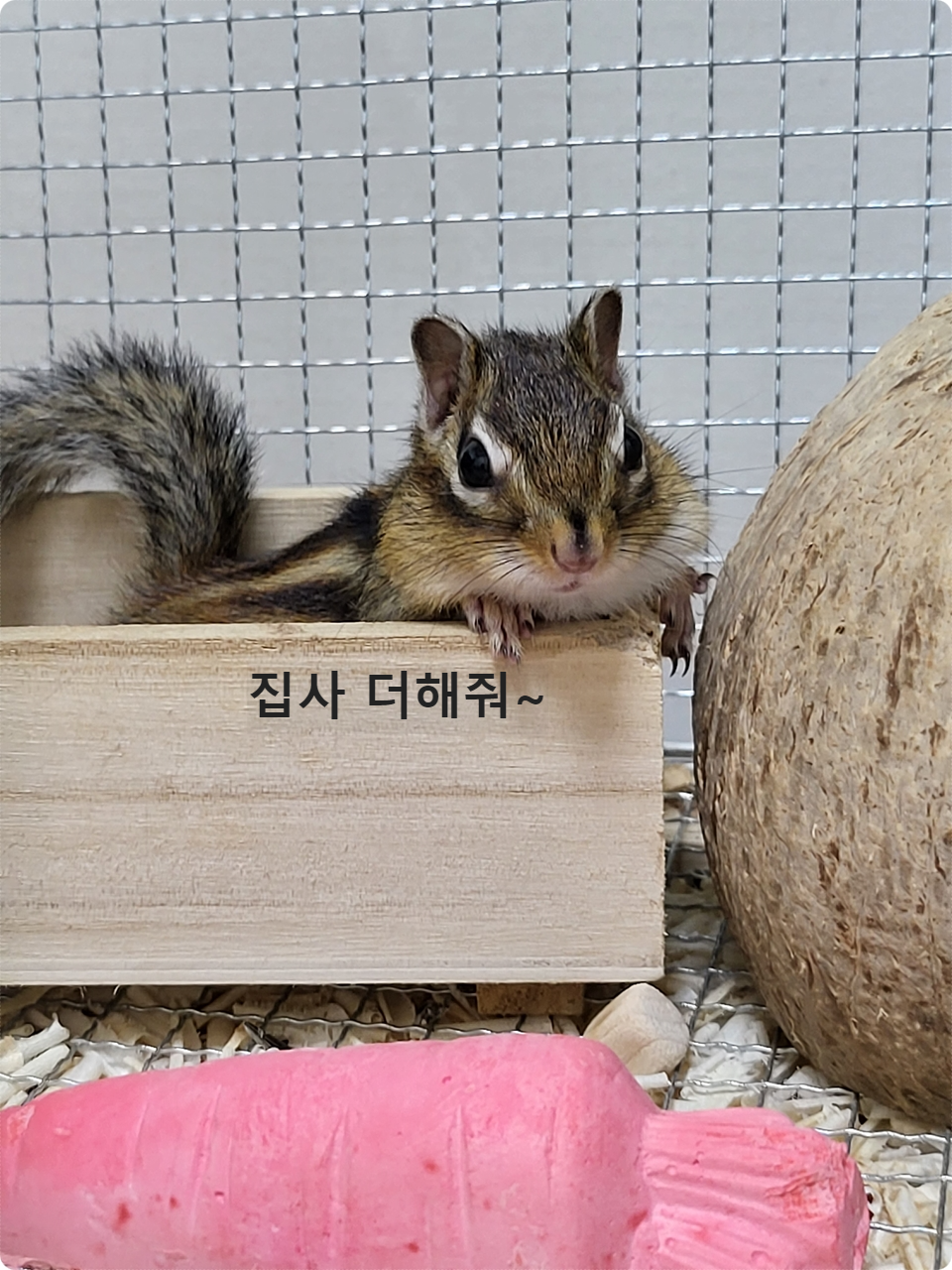 엥? 집사 끝났어?