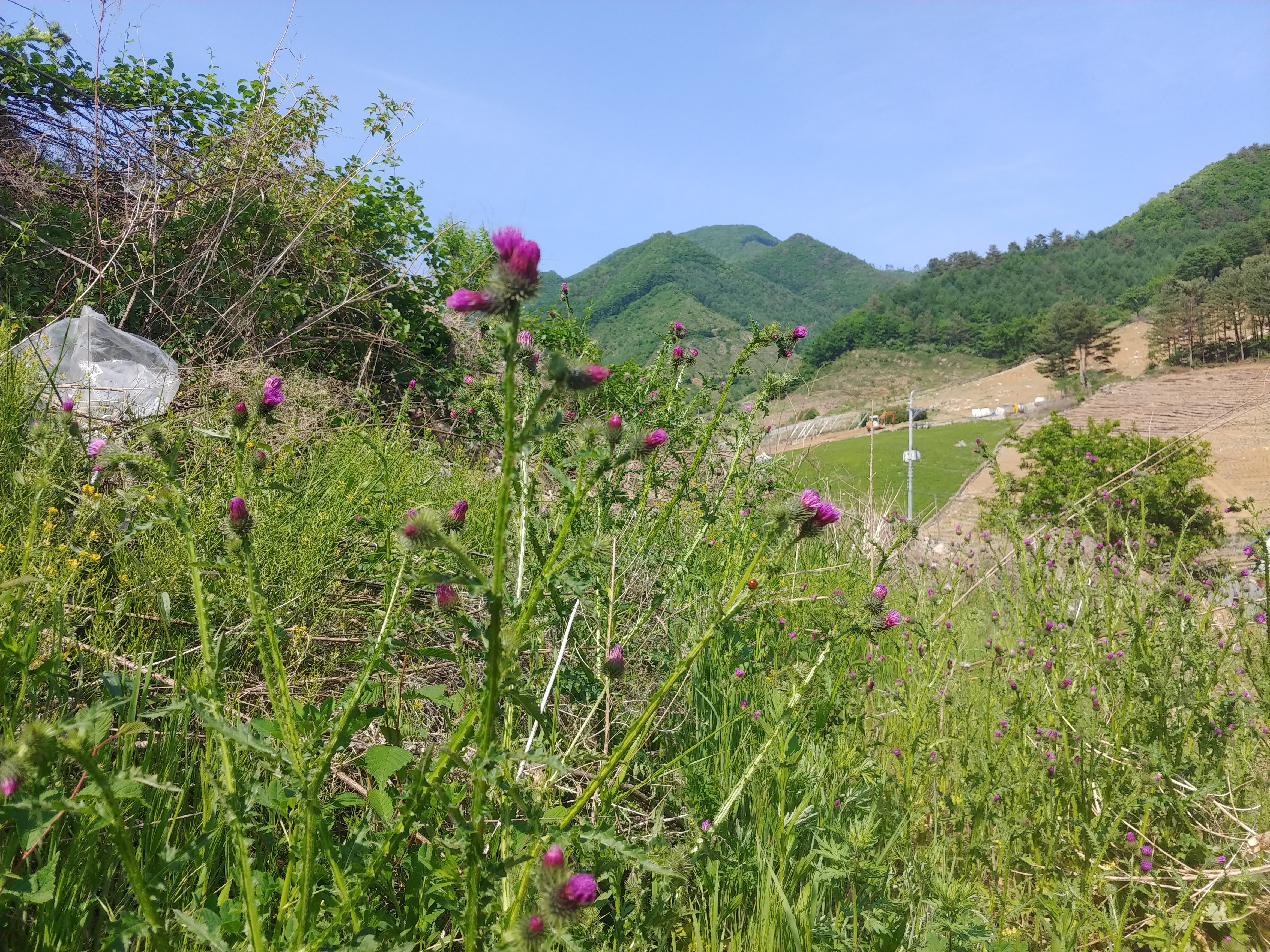지느러미 엉겅퀴