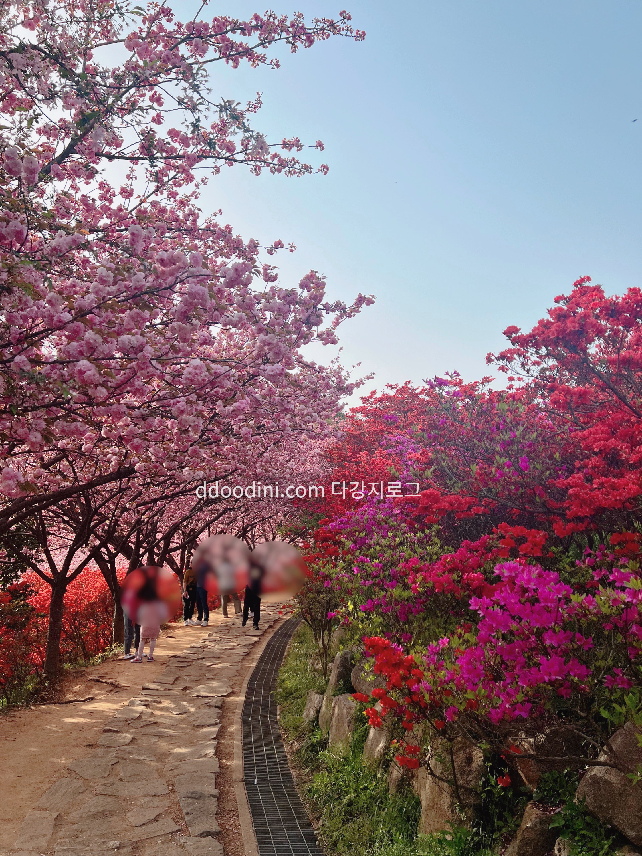 전주 완산꽃동산 겹벚꽃 철쭉