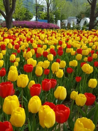 고양 꽃박람회 입장료 사전예약 가는길_19