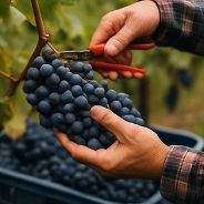 포도주 담그는 방법