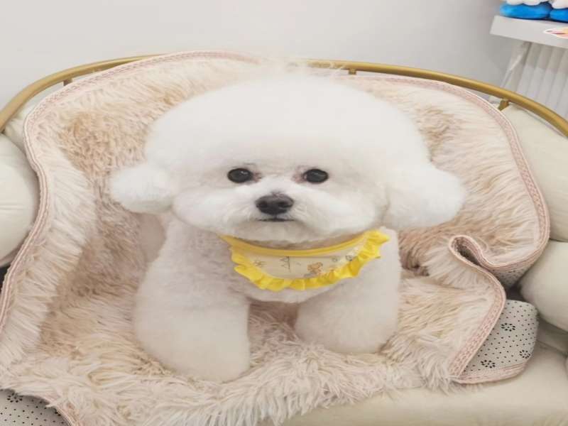1.1 몽드봉의 장점