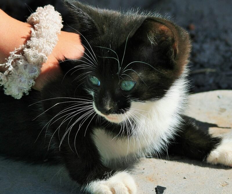 어린 까망 고양이를 만지고 있는 손 사진