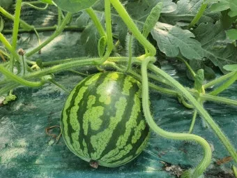 수박 재배 접목 선택 순 따기 당도 올리기_9