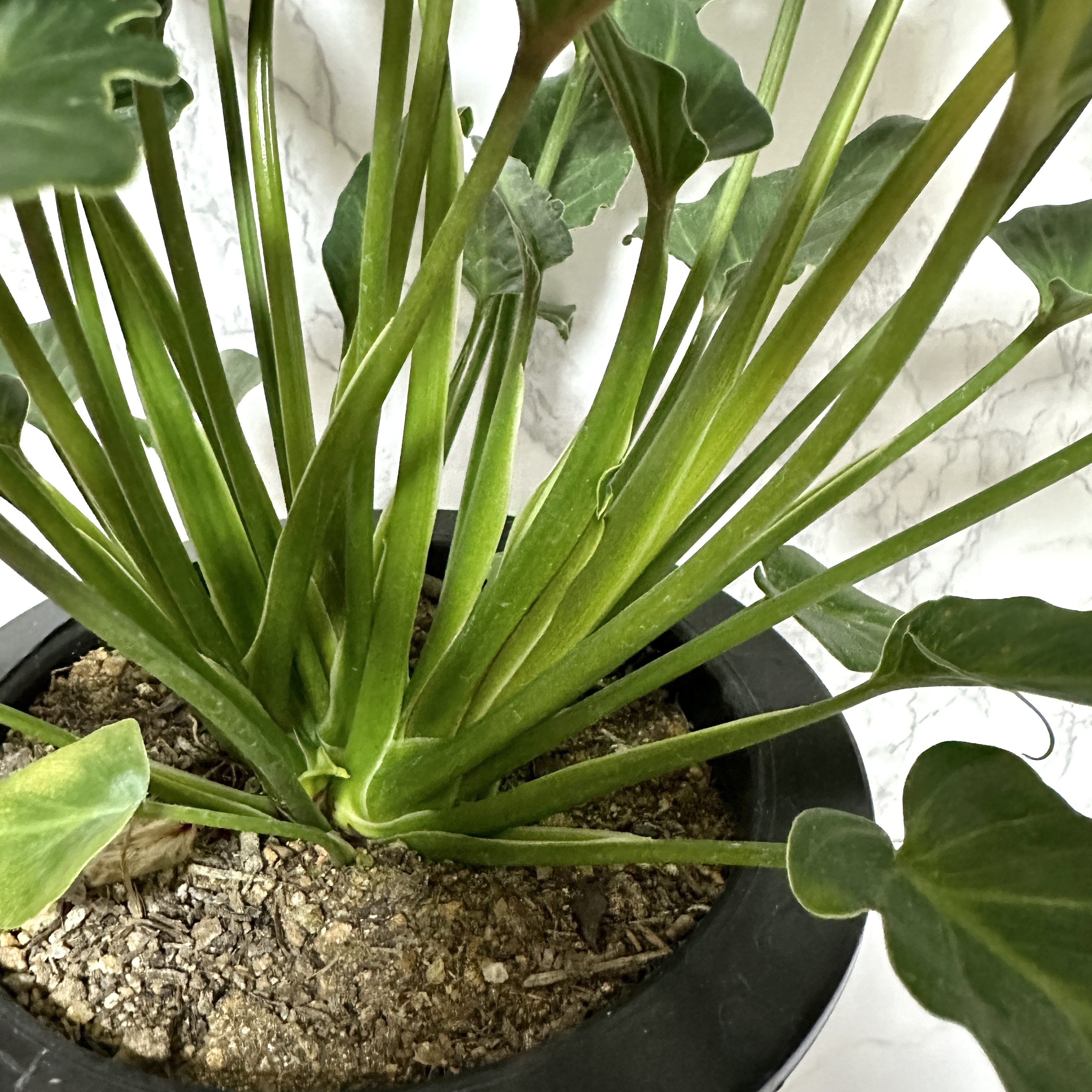 인테리어 식물 셀렘 키우기 공기정화식물