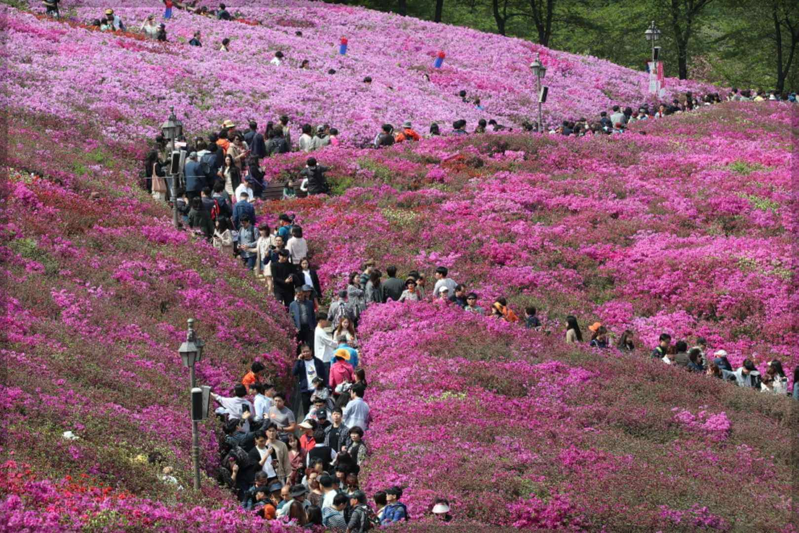 봄에 가기 좋은 철쭉 축제 (Best 3)