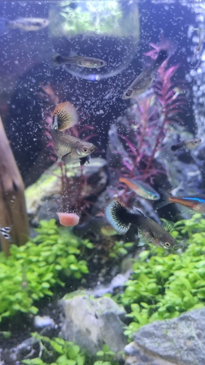 어항 물갈이 환수 방법 및 주기 이끼제거 청소 기타 정보